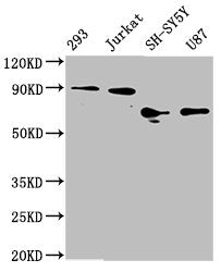 FOXO3 Antibody