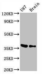 GAPDH Antibody