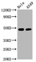 Phospho-GATA3 (S308) Antibody