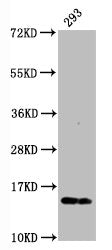 Phospho-Histone H2AX (S139) Antibody