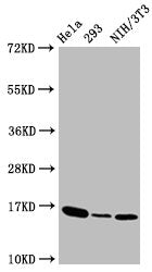 Phospho-Histone H3.3 (T3) Antibody