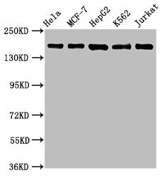 HDAC6 Antibody