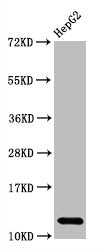 Histone H2A type 1-B/E Antibody