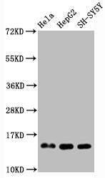 Mono-methyl-Histone H3.1（R2）Antibody