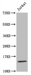 Histone H3.1 Antibody
