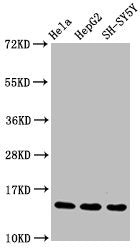 Mono-methyl-Histone H3.1（R17）Antibody