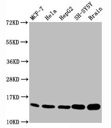 Mono-methyl-Histone H3.1（K18）Antibody