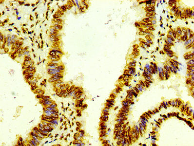 Histone H4 Antibody