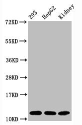 Acetyl-Histone H4 (K16) Antibody