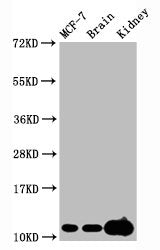 Tri-methyl-Histone H4 (K20) Antibody