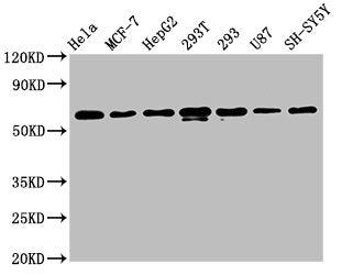 HNRNPK Antibody