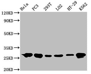 HSPB1 Antibody