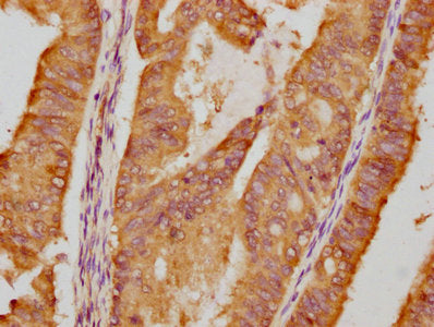 HSP90AA1 Antibody