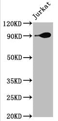 HSP90AA1 Antibody