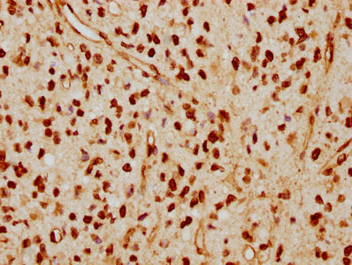 LMNA Antibody