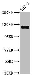 CD31 Antibody