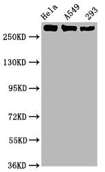 Phospho-POLR2A (S2) Antibody