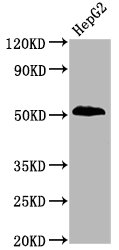 Phospho-PTEN (S380) Antibody