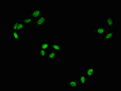 Phospho-RAF1 (S43) Antibody