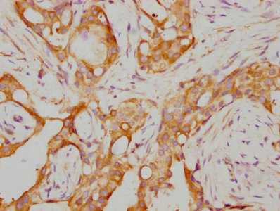 RARA Antibody
