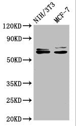 SRC Antibody