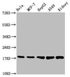 TSPO Antibody