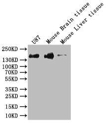 SF3B1 Antibody