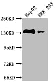 MYLK Antibody
