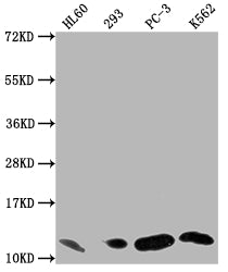MIF Antibody