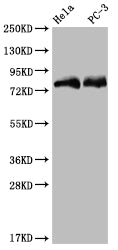 SENP1 Antibody