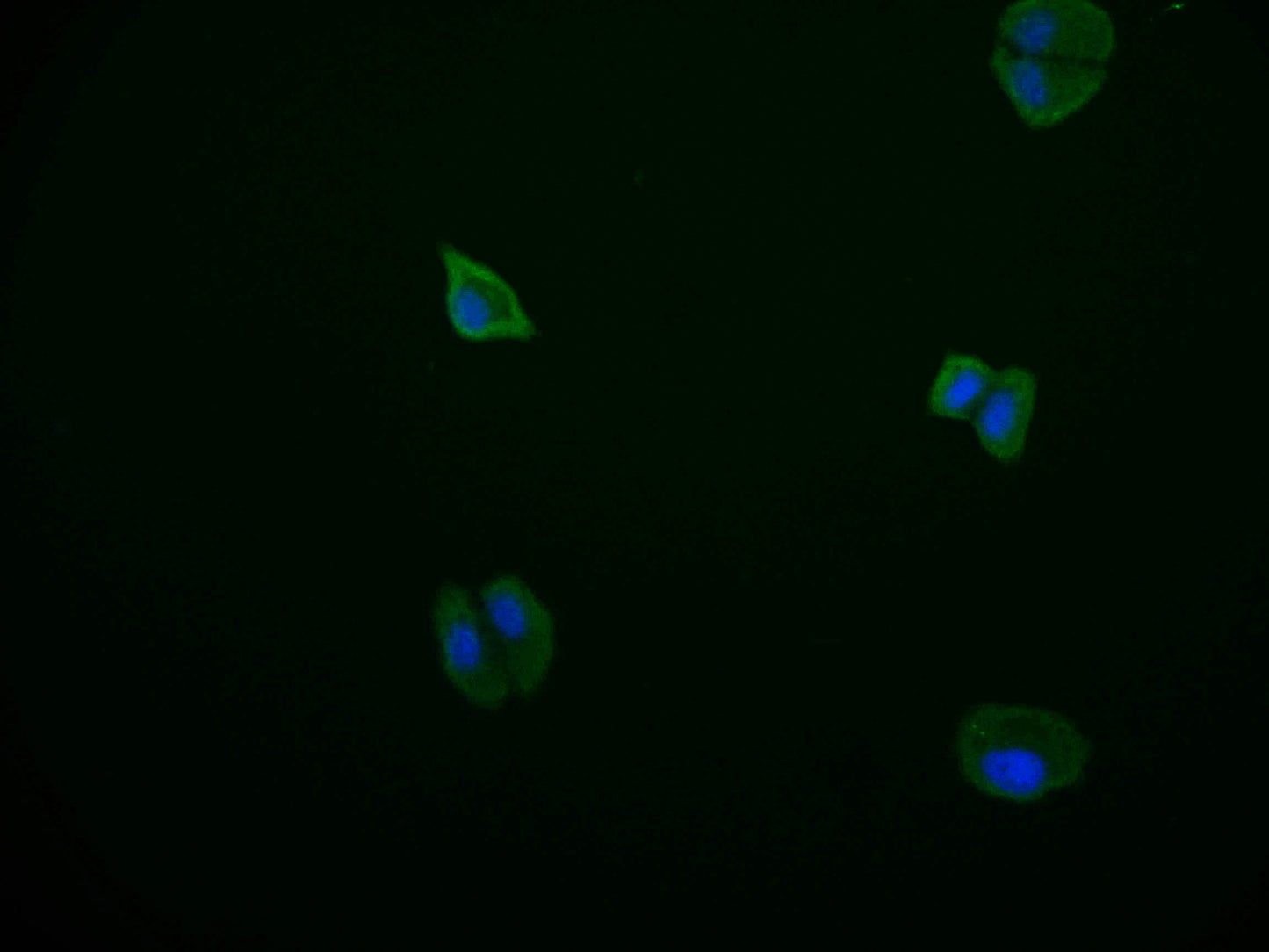 PDE2A Antibody