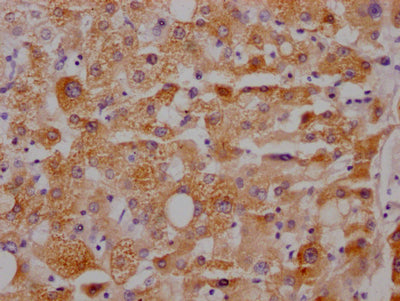 CYP3A4 Antibody