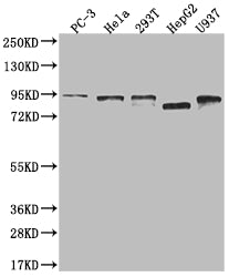 DBF4 Antibody