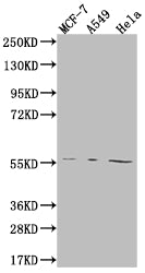 FADS1 Antibody