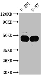 SERPINE1 Antibody