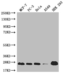 MRAS Antibody