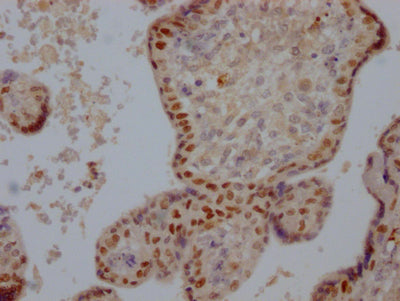 DNMT1 Antibody