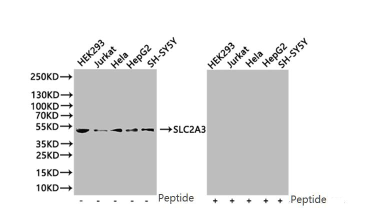 SLC2A3 Antibody