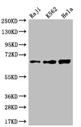 CD58 Antibody