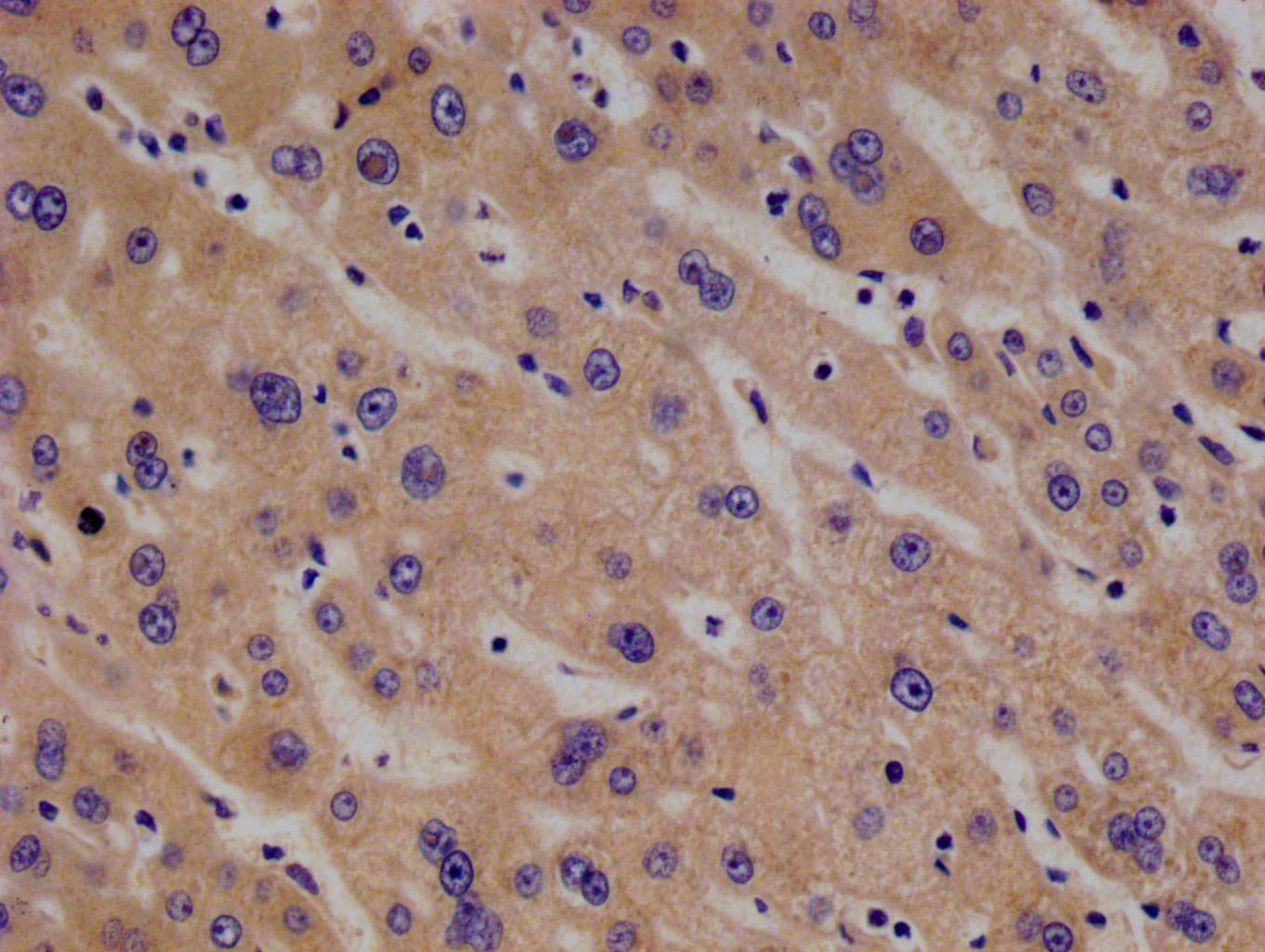 PAH Antibody