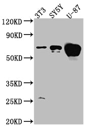 ESR1 Antibody