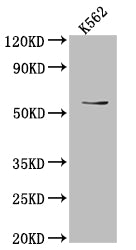 UAP1 Antibody