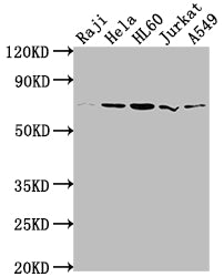 PRMT5 Antibody
