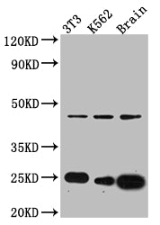 CDC42 Antibody
