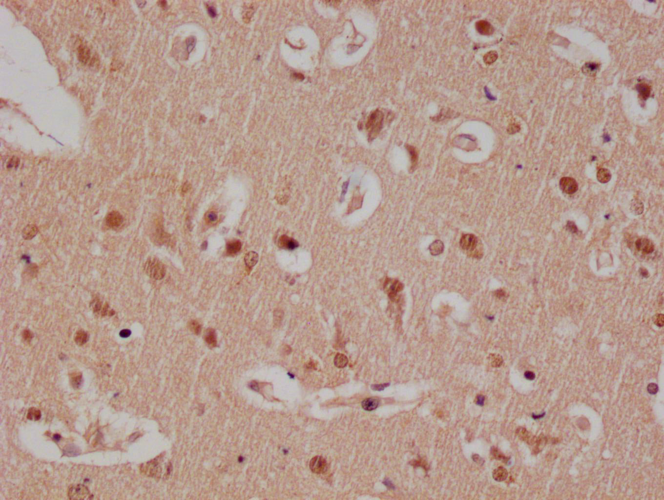 E2F4 Antibody