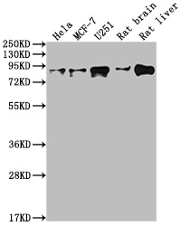 VCP Antibody