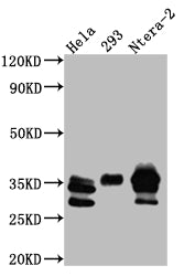 CASP3 Antibody