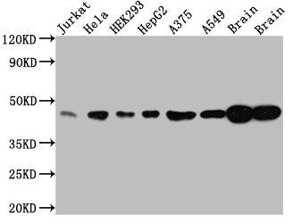 MAPK1 Antibody