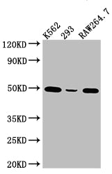 EIF4A1 Antibody