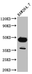 GATA3 Antibody